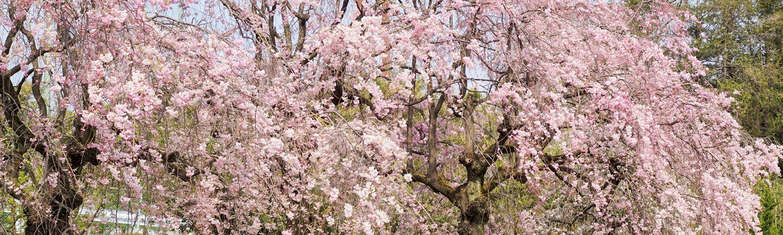 子どもが橋の上を走っている写真