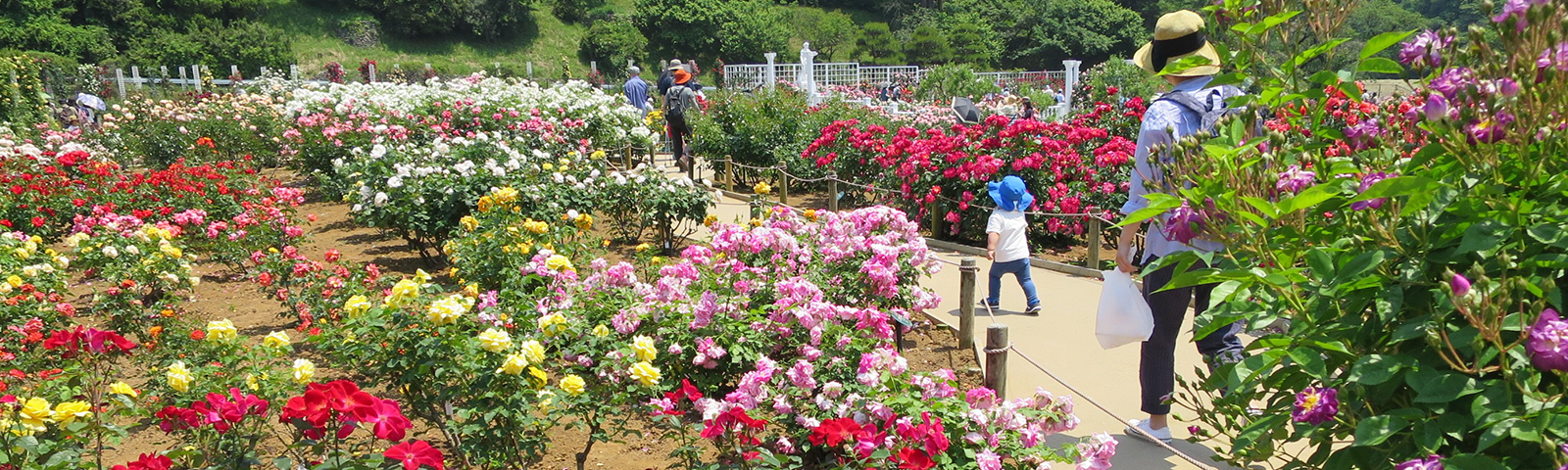 桜と親子の影の写真