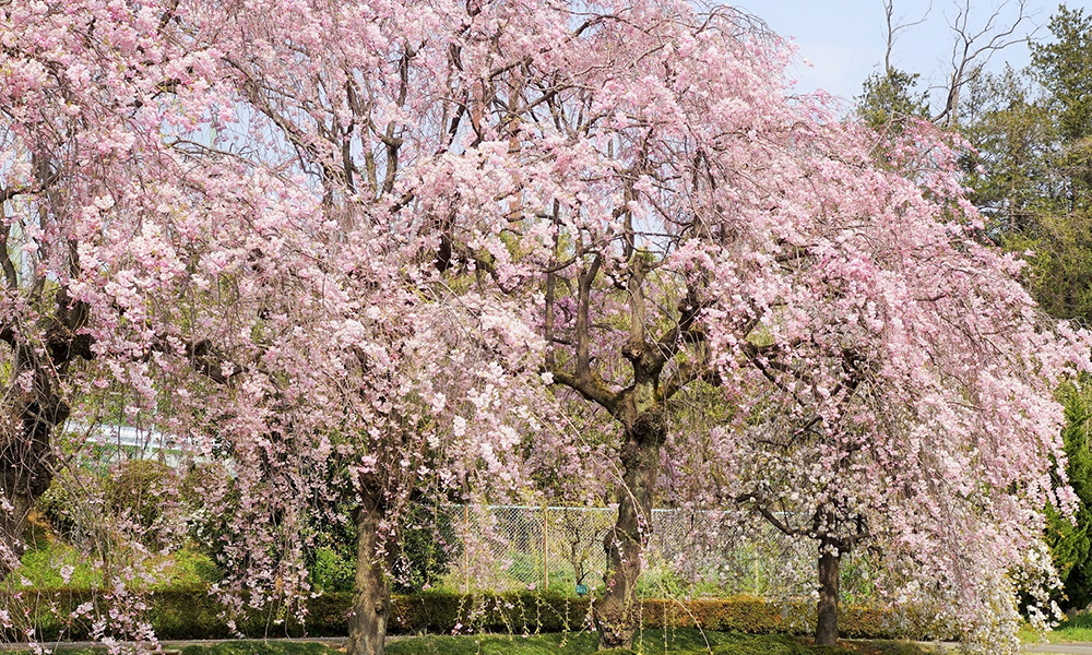 子どもが橋の上を走っている写真