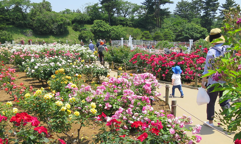 桜と親子の影の写真